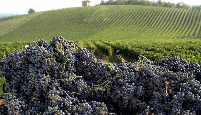 Excellence wine: Master of Wine in Italy, the beautiful country to numbers and quality?