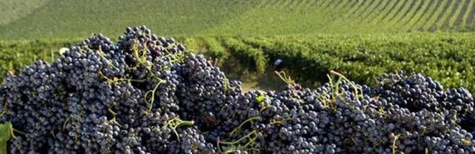 Excellence wine: Master of Wine in Italy, the beautiful country to numbers and quality?