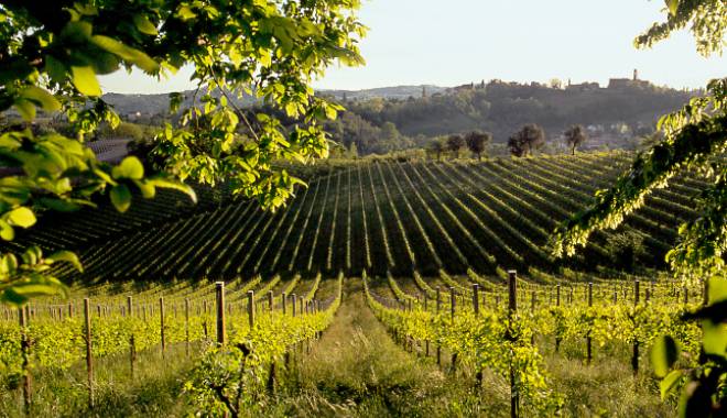 Veneto: the junta, contributions to enhancing the vines