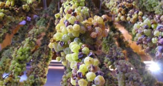 Prima del Torcolato: novelty and ... the longest braid grape in the world