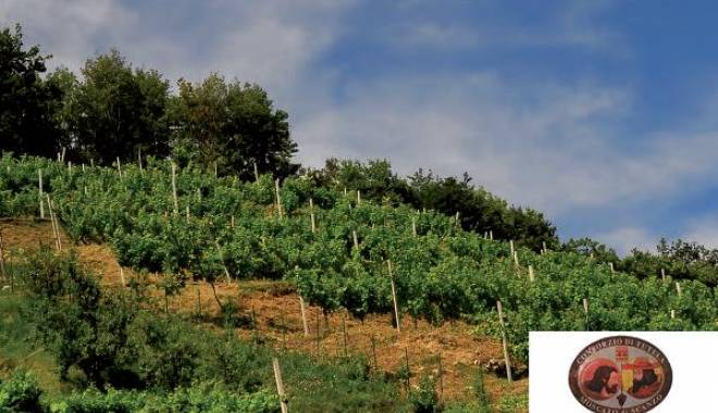 Moscato di Scanzo: the magic of wine squenziata in 23 genes