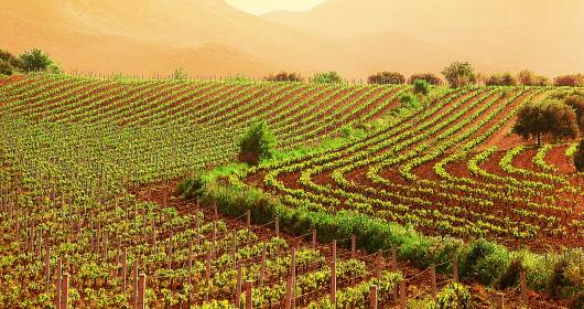 VIVA Sustainable Wine: eco-sustainable wine at Vinitaly