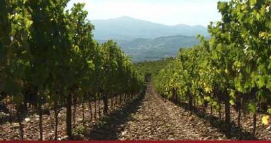 IMViTo Project for innovation and sustainability in the Tuscany wine production