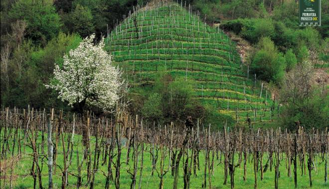 Documentary on the Veneto Wines in a Symphony between heaven and earth. A journey through the Veneto wines