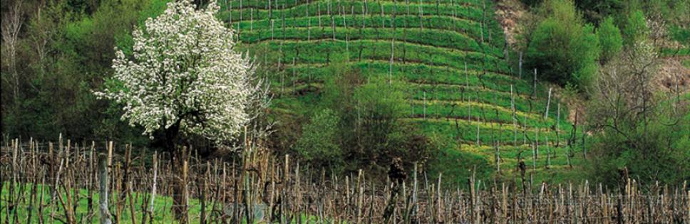 Documentary on the Veneto Wines in a Symphony between heaven and earth. A journey through the Veneto wines