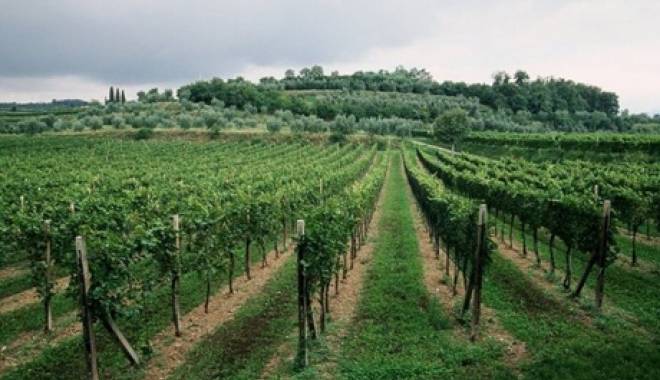 National Competition DOC Valtnesi Garda Classico: excellent wines of Garda