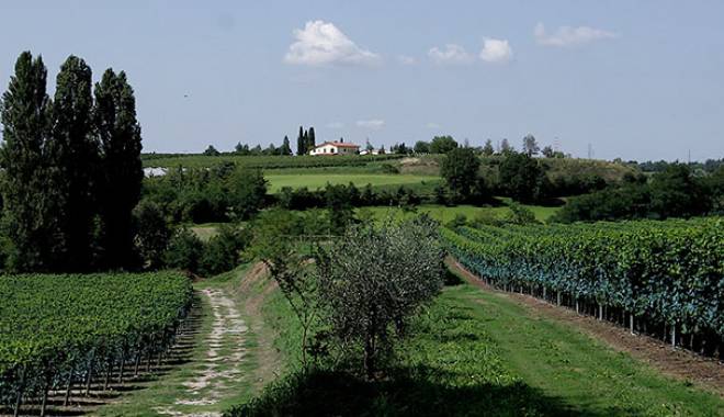 Custoza Competition 2013: the winning wineries are 16. Villa Medici excelled.