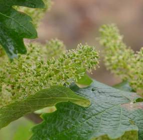 Disease resistant vines: research by the University of Udine