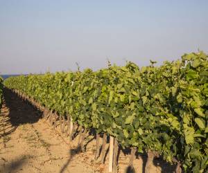 Progetto EuVite: dalla Calabria vitigni autoctoni ed aggregazione