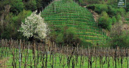 Prosecco dialogues with Europe: total protection, the demands of the production world