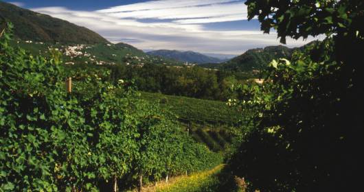 Prosecco 2013: excellent harvest without increasing of the price of the grapes