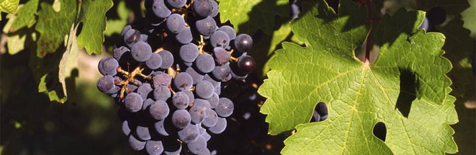 Vinitaly 2014: VinitalyBio dedicated to organic wine with certification