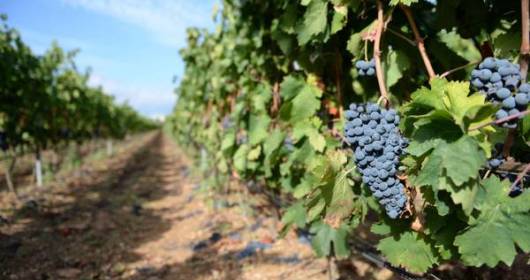 Italy calls Europe: Piedmont winemakers on viticulture and wine-making innovation