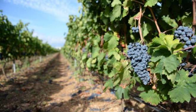 Italy calls Europe: Piedmont winemakers on viticulture and wine-making innovation