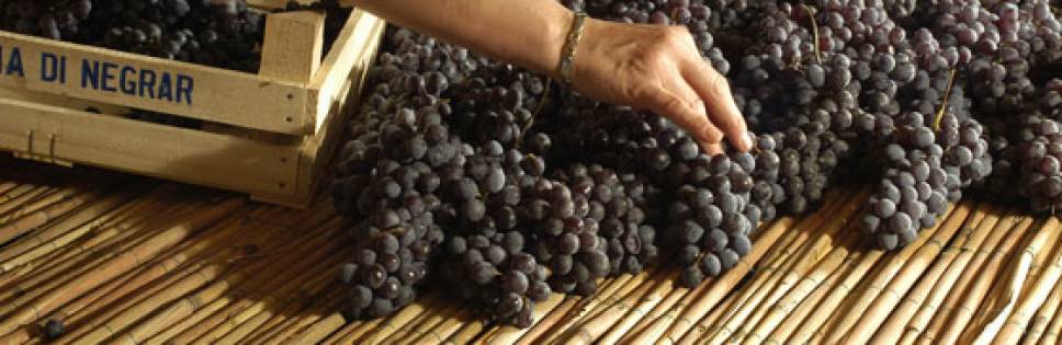 Valpolicella Negrar Winery: the practices deserving an eco–friendly award 2013 in the Amarone lands