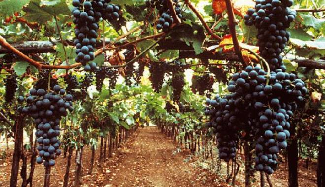 Luca Maroni: Best Wines, new brand for Italian wine