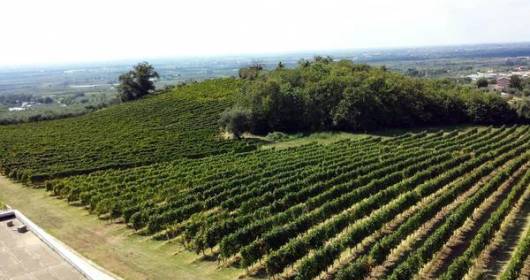 CO2 Resa: the world of wine has the register of carbon dioxide cuts