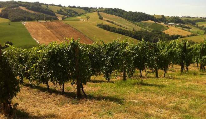 EU project: a more environmentally friendly production of Lambrusco