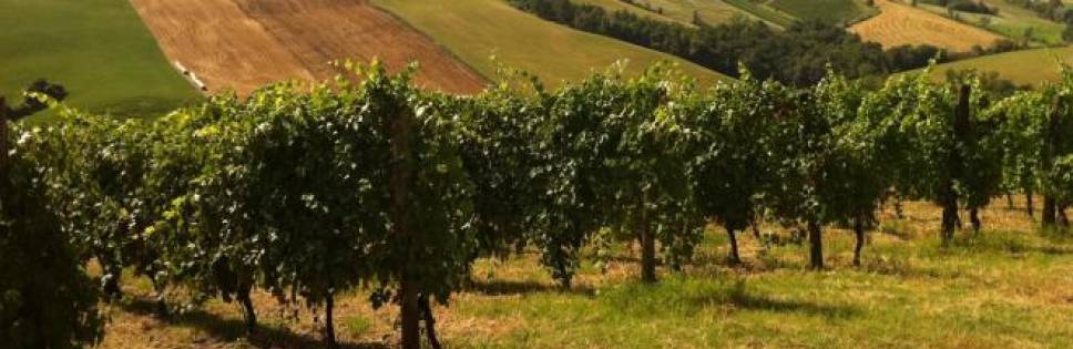 EU project: a more environmentally friendly production of Lambrusco