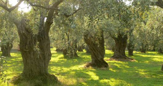 “Oro Verde dell’Umbria”: the best PDO oils of the region