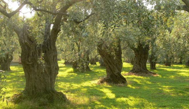 “Oro Verde dell’Umbria”: the best PDO oils of the region