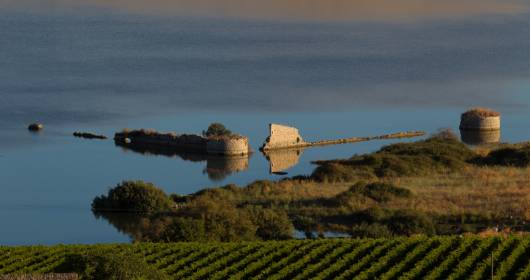 Heroic viticulture: Favignana, the new “native” vineyard