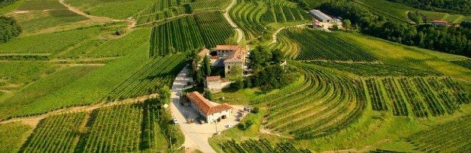 Friulano&Friends: 9 are the best wines of Friuli