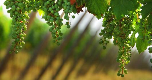 Impronte d’Eccellenza 2014: green wineries have been awarded