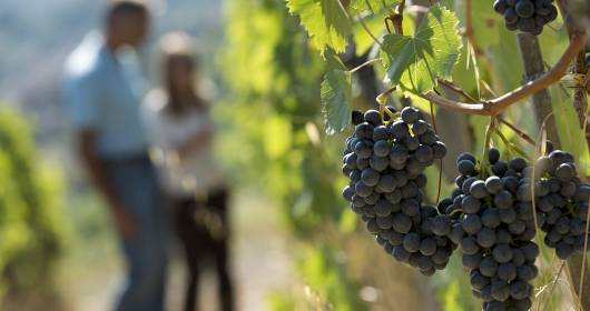 Panzano in Chianti: "Vino al Vino", tasting Chianti from sustainable viticulture