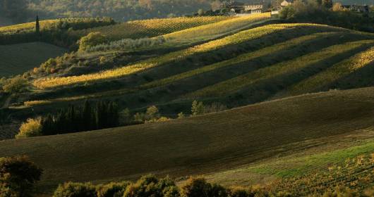 Chianti Classico running for the title of Wine Region of the Year