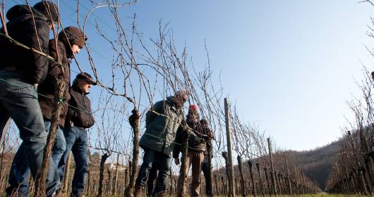 Simonit&Sirch: the school of vine pruning from November