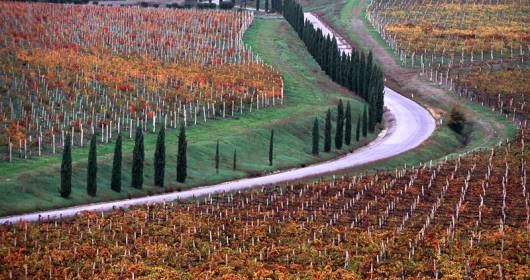 Chianti Rufina Consortium: the vintage is better than expected and the many awards of the guides