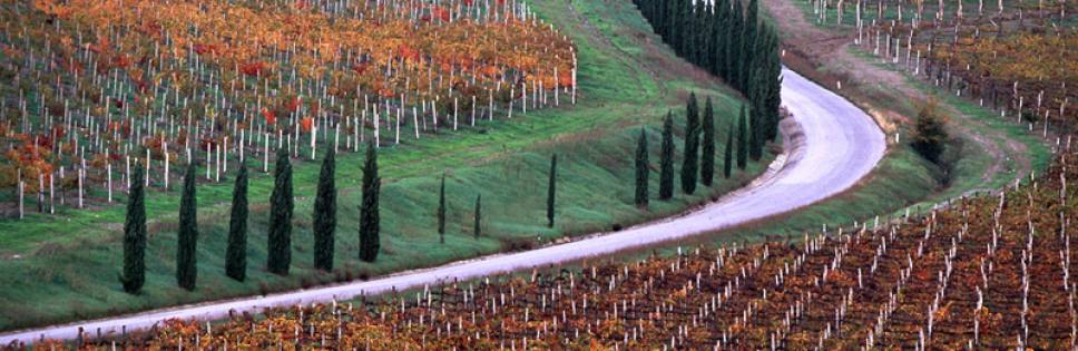 Chianti Rufina Consortium: the vintage is better than expected and the many awards of the guides