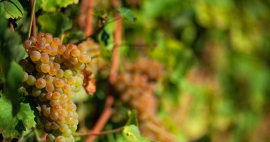 Verdicchio: more and more consents from the 2015 wine guides