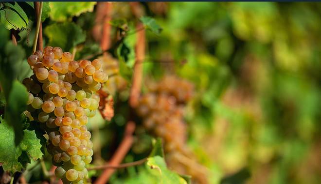 Verdicchio: more and more consents from the 2015 wine guides
