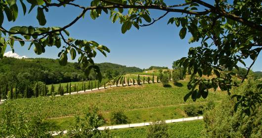 COLLIO DAY: the journey with the wines of the Collio and Slow Food starts
