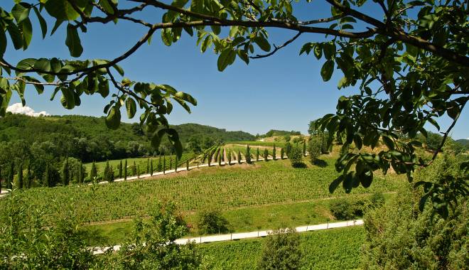 COLLIO DAY: the journey with the wines of the Collio and Slow Food starts