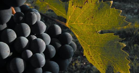 Sangiovese di Romagna Foundation: the new body for the protection and promotion