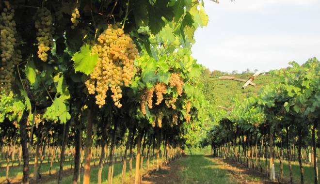 The Soave Wine Road launches: Adopt a Garganega! Now you can become an adoptive vinegrower