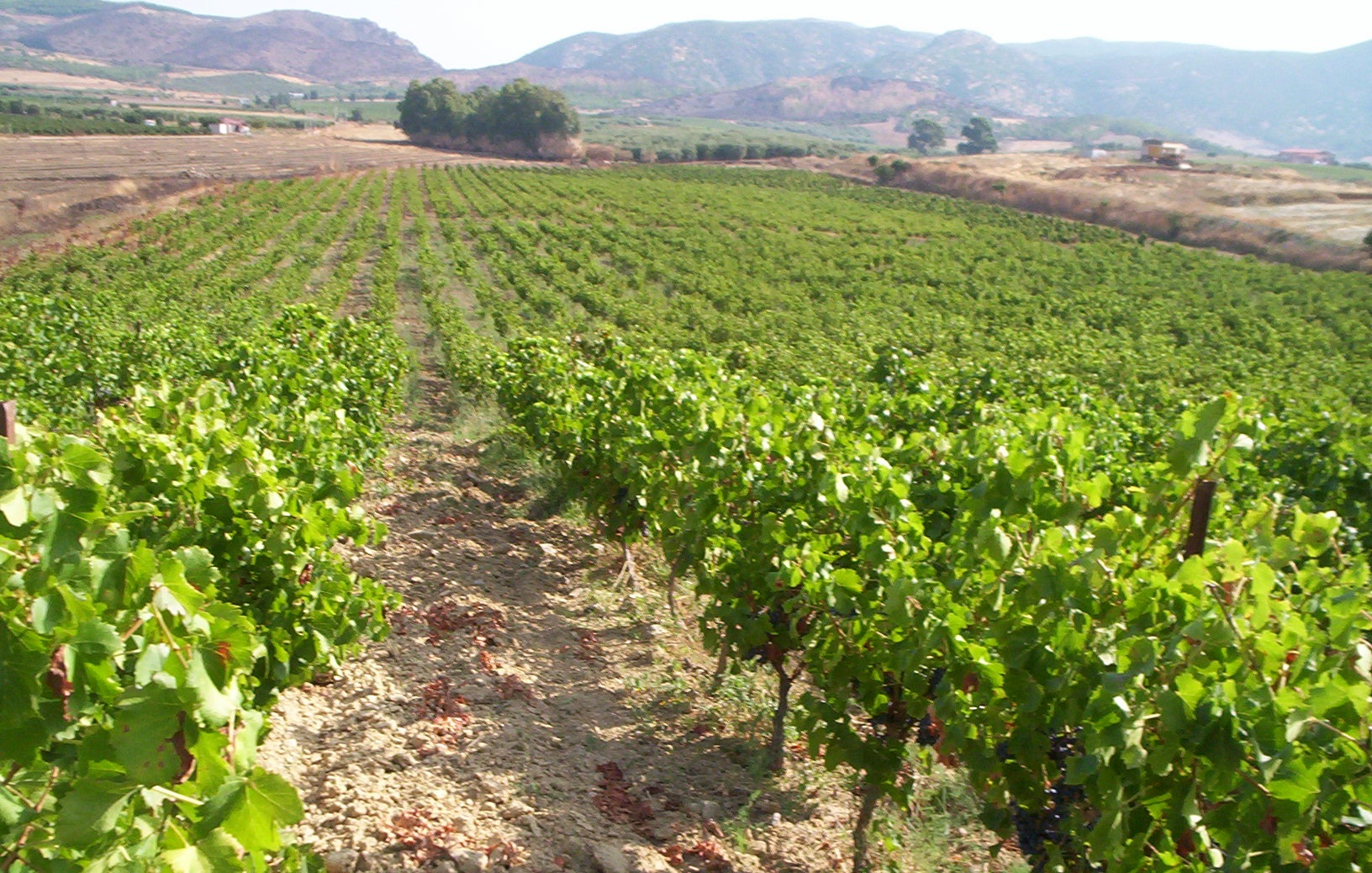 Consorzio di Tutela Vini di Sardegna