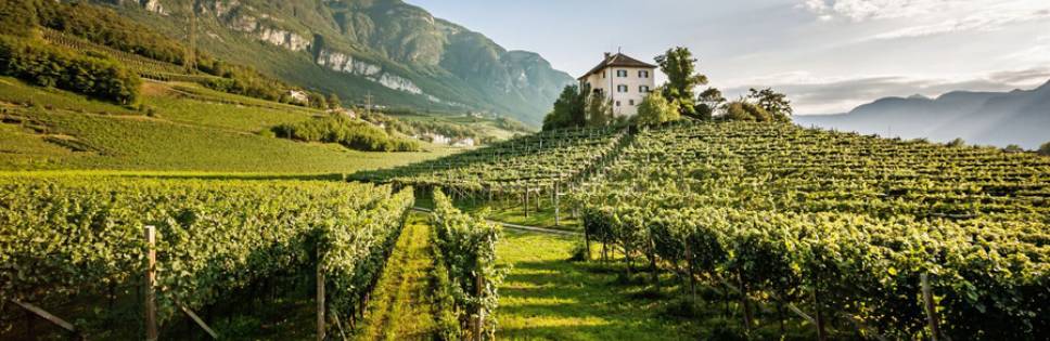 South Tyrolean Wine Consortium draws a balance of the 2019 vintage
