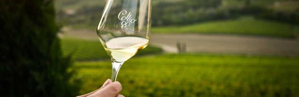 CONSORZIO DOC COLLIO REDUCES BY 20% ALL THE YIELD OF THE VINES DISCIPLINED BY DOC COLLIO