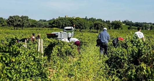 OVER 67,000 EMPLOYEES IN AGRICULTURE IN VENETO