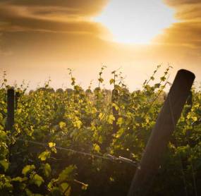 DOC COLLIO ENTERS THE VINTAGE OF THE 2020 HARVEST MANY EXPECTATIONS FOR A VINTAGE THAT STANDS OUT FOR THE GREAT BALANCE