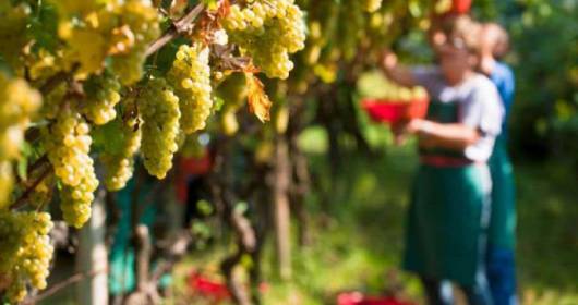 HARVEST CONSORTIUM FOR THE PROTECTION OF SICILIAN DOC WINES THE EXCELLENT QUALITY OF GRILLO AND NERO D'AVOLA GRAPES IS A TRAIL FOR ALL THE VINEYARDS OF THE ISLAND