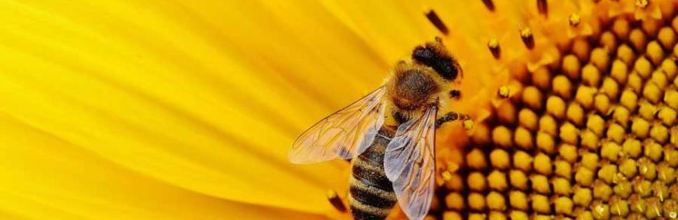VENETO FRIULI VG SLOVENIA BEE DIVERSITY AN INTERREG SAVES BEES AND BIODIVERSITY