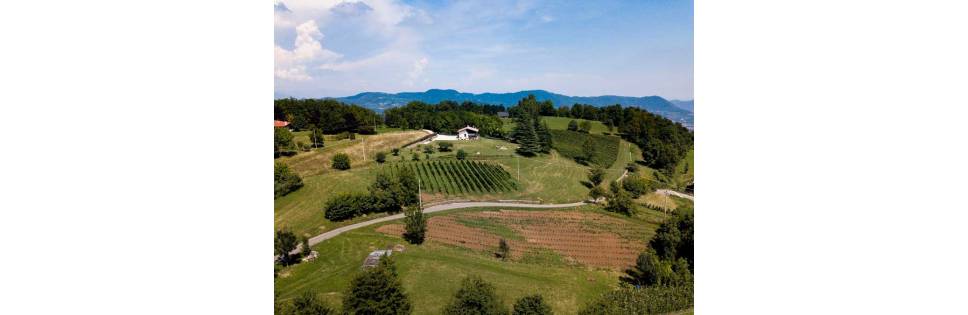 Cerealto was born at the foot of the Little Dolomites from PIWI, "pilzwiderstandsfähig" in German, the vines resistant to fungal diseases.