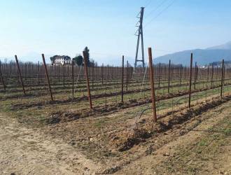 In the Colli Orientali, a young Agricultural Wine Company in Tarcento FVG