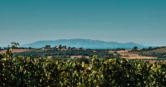 Red Morellino. Wine tourism and sustainability at the center of the 2021 edition