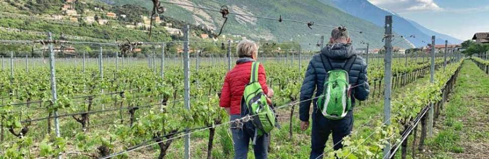 Trentino Wine and Flavors Road Assembly, activity report and new projects